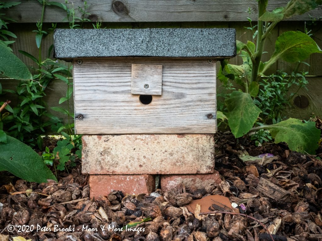 Bumble Bee Home