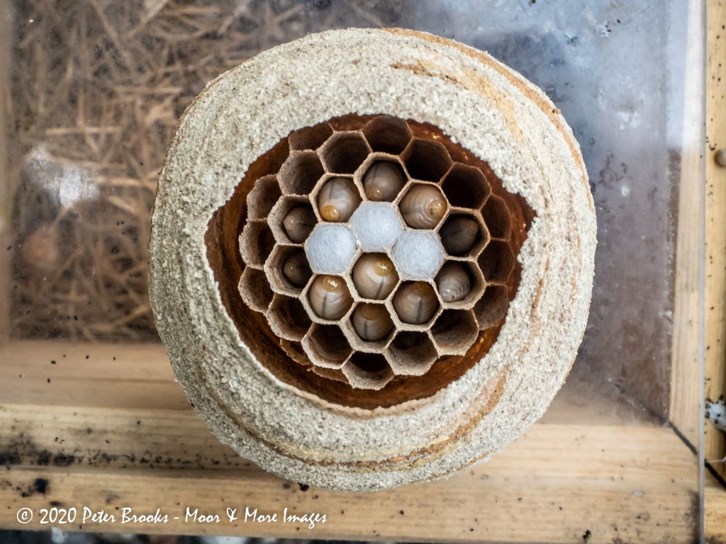 Solitary wasp's nest