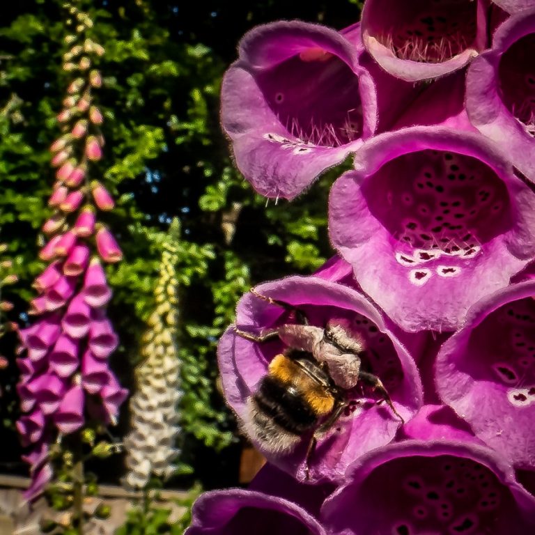 Bumble Bee on Foxglove Flower