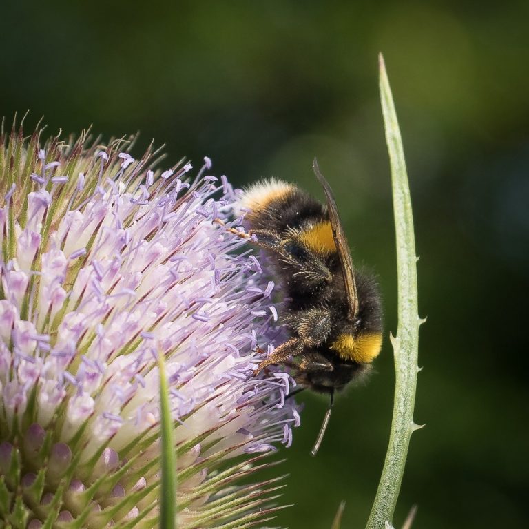 Bumble bee on Teasel Head