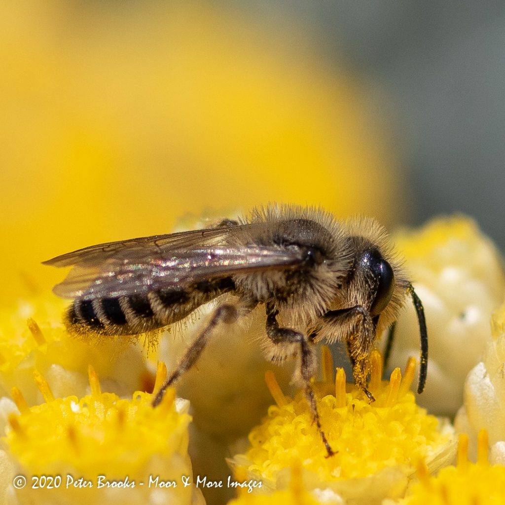 Wild bee on yellow flower