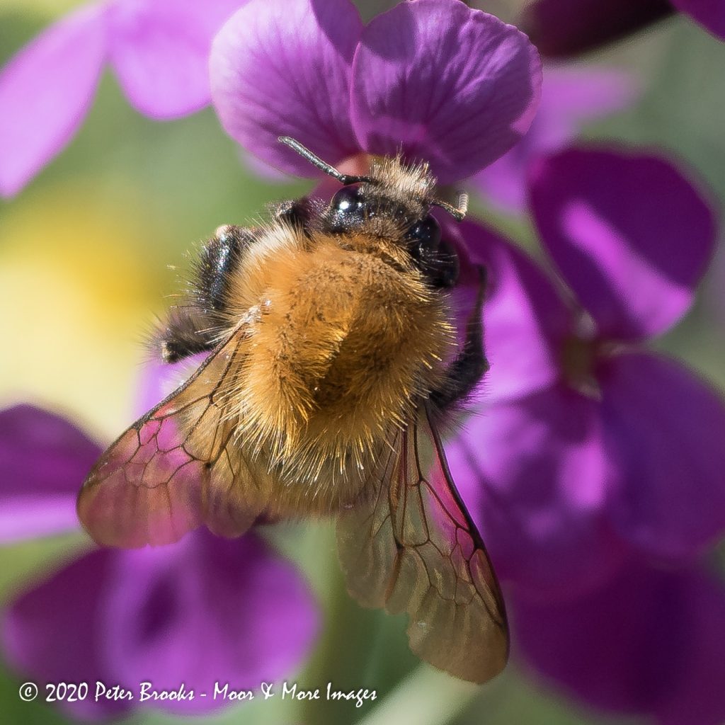 Bumble bee on Honesty