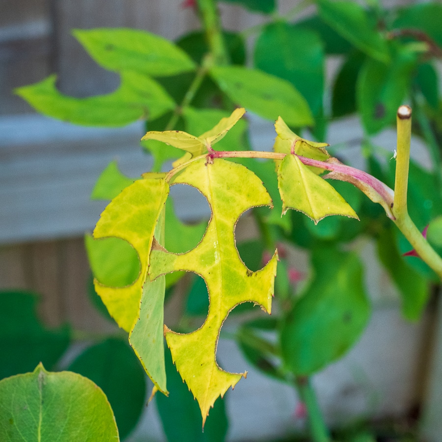 Leaf cutter bee damage to rose leaf