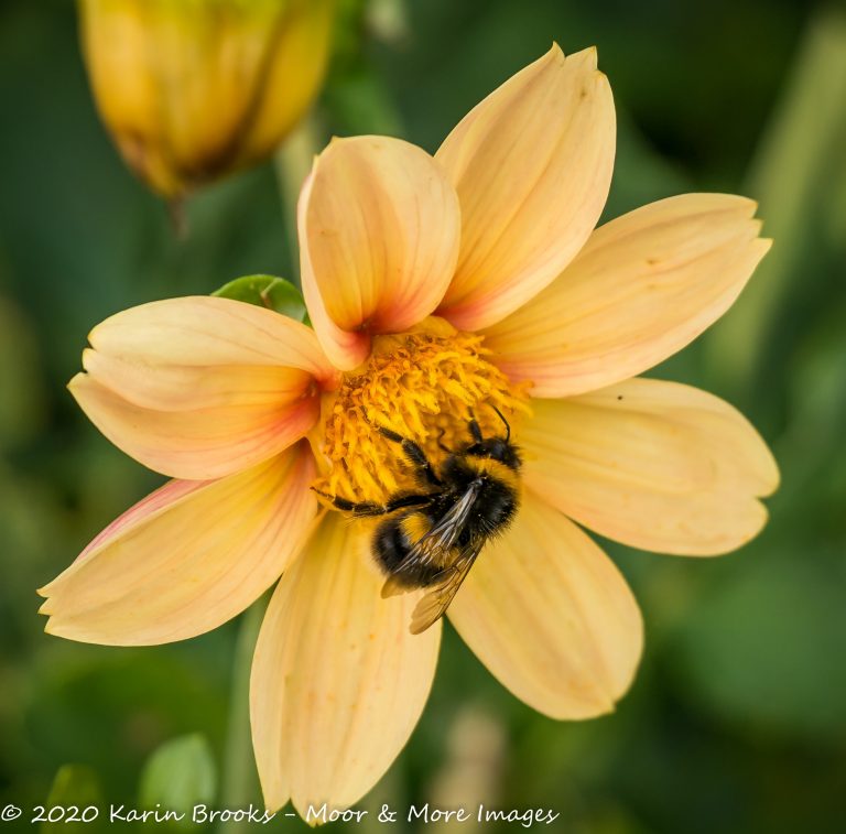 Bee on Dahlia