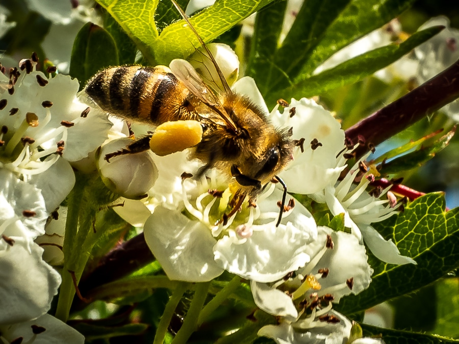 Wild bee on Hawthorn flower