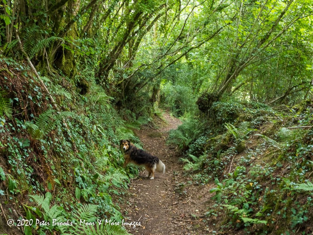 Image of country path