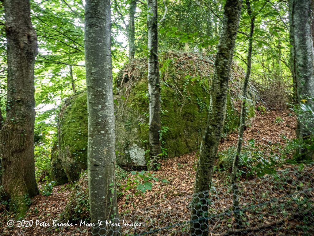 Image of rocks in woodland