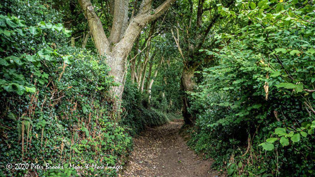 Image of path going uphill through woodland