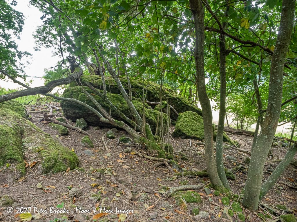 Image of rocks in woodland