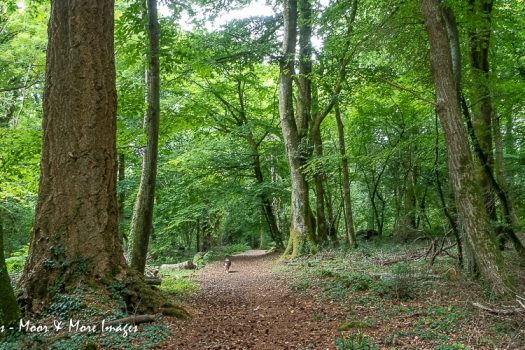 Image of Higher Knowle Wood