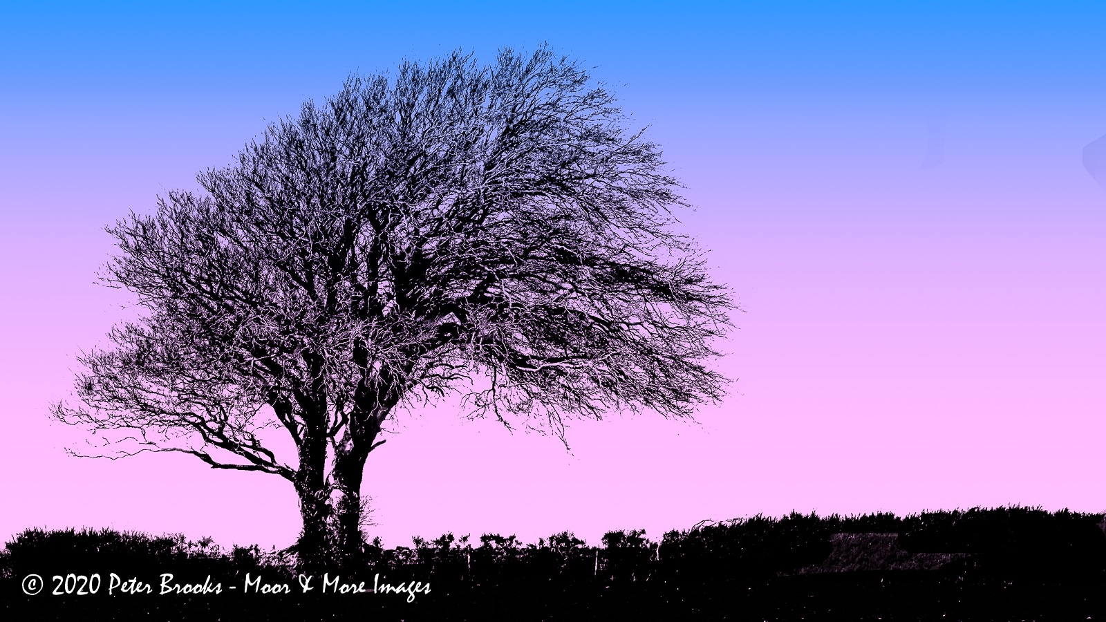 Image of a tree near Heltor, Darmoor, in the style of a linocut