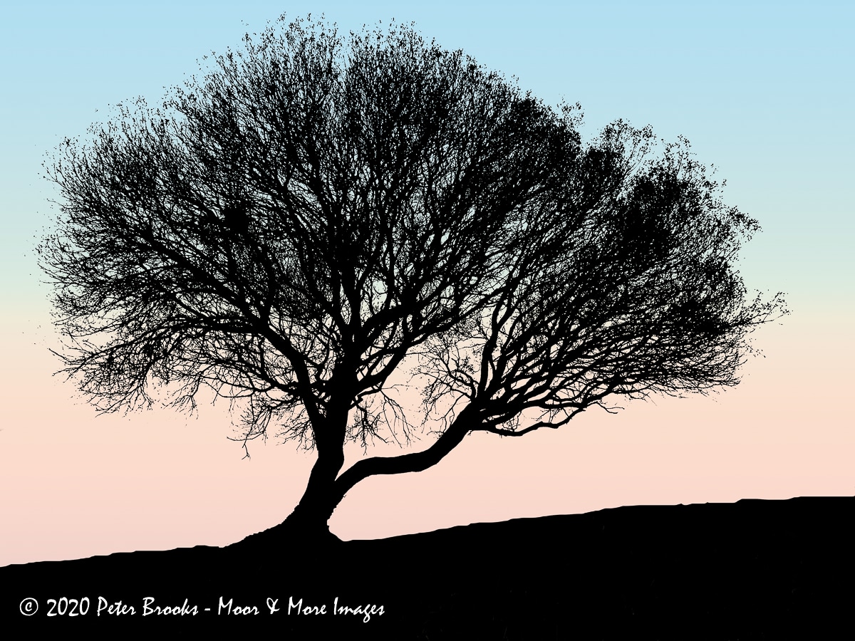 Image of a tree on Plaster Down, Dartmoor, in the style of a linocut