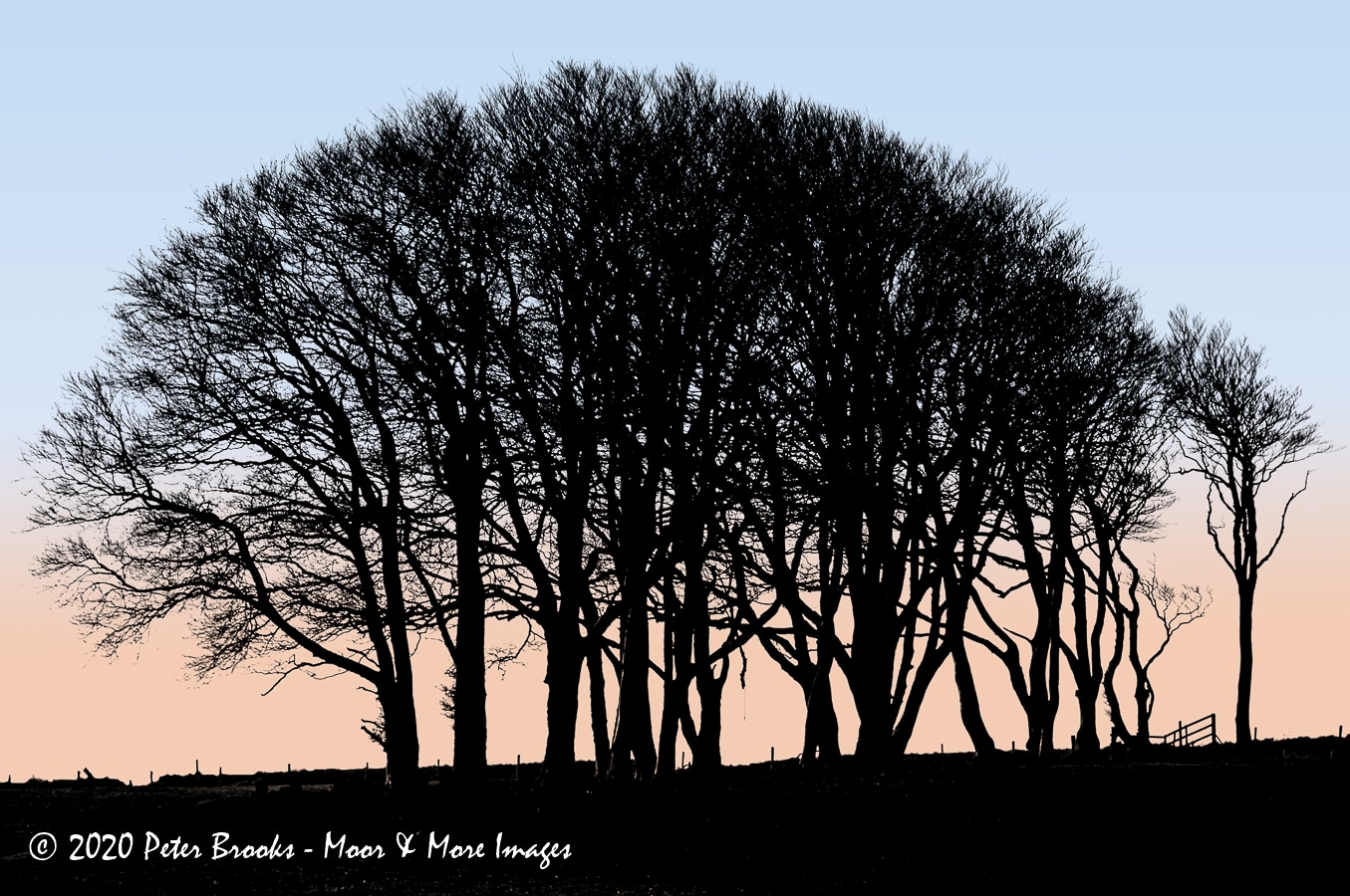 Image of trees at Powder Mills, Dartmoor, in the style of a linocut