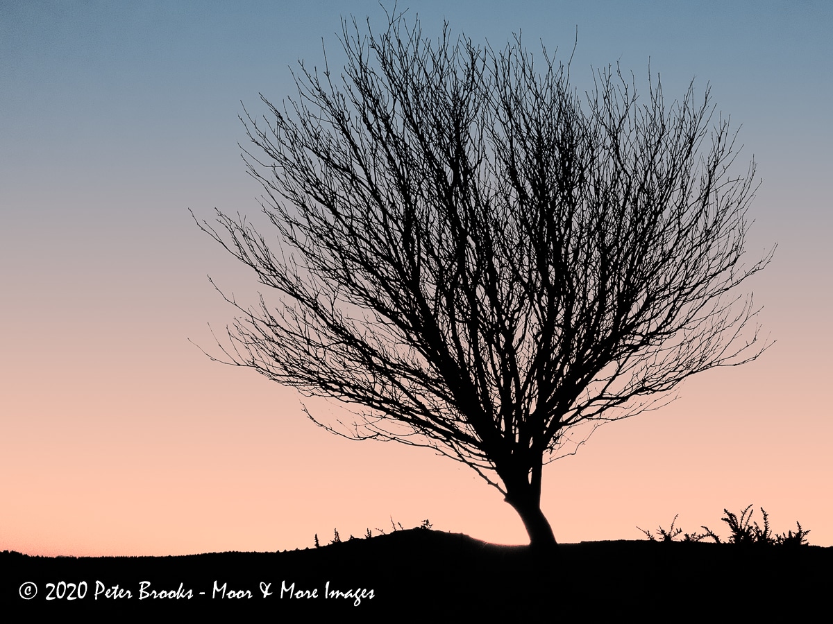 Image of a tree on Cator Common, Dartmoor, in the style of a linocut