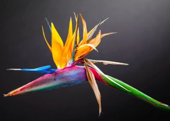 Bird of Paradise Plant