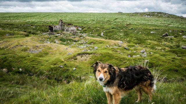 Border Collie near Bleak House, Dartmoor