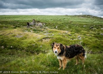 Border Collie near Bleak House, Dartmoor