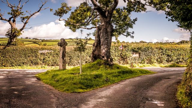 Hawsons Stone Cross and Stumpy Oak, Dartmoor