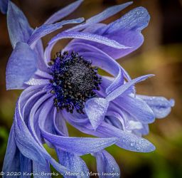 Anemone with dew on it