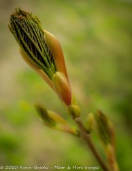 Emerging bud