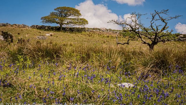 Bluebells on bank near Penn Beacon, Dartmoor