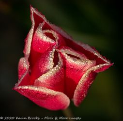 Tulip with raindrops