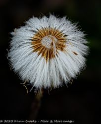 Flower seed head