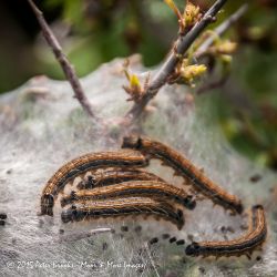 Lackey Moth Caterpillers