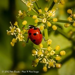 Ladybird on Oilseed Rape