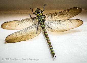 A Dragonfly comes visiting