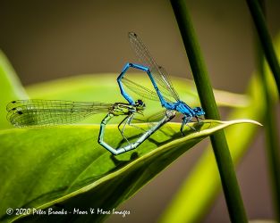 Damselflies mating