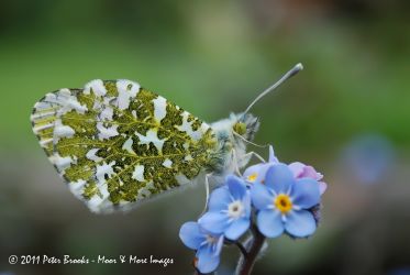 Orange Tip Butterfly resting on Forget-me-not.