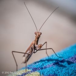 Praying Mantis