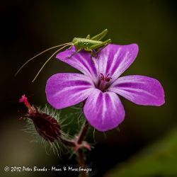 Grasshopper on Herb Robert